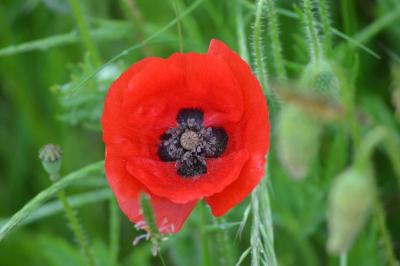 <i>Papaver rhoeas</i>