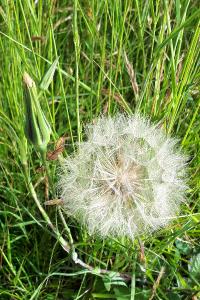 <i>Tragopogon pratensis</i>