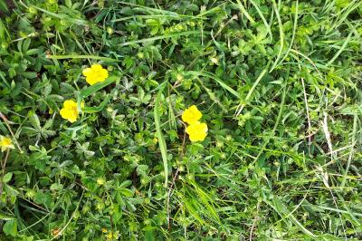 <i>Potentilla reptans</i>