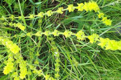 <i>Cruciata laevipes</i>