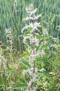 <i>Urtica dioica</i>