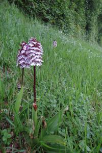 <i>Orchis purpurea</i>