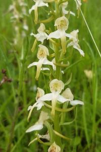 <i>Platanthera chlorantha</i>