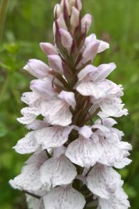 <i>Dactylorhiza maculata</i>