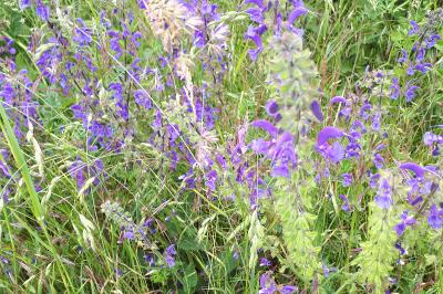 <i>Salvia pratensis</i>