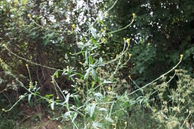 <i>Sisymbrium officinale</i>