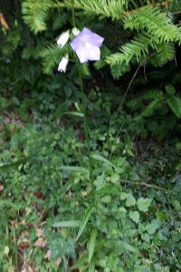 <i>Campanula persicifolia</i>