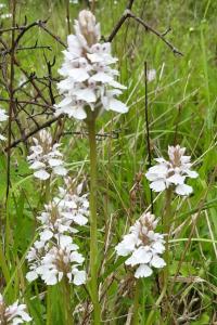 <i>Dactylorhiza maculata</i>