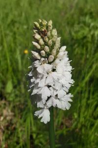 <i>Dactylorhiza maculata</i>