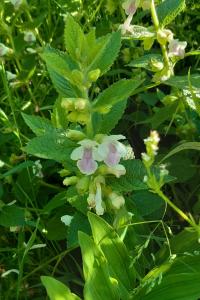 <i>Melittis melissophyllum</i>