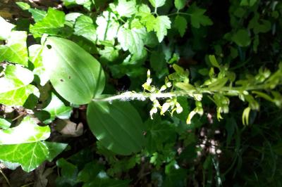 <i>Neottia ovata</i>