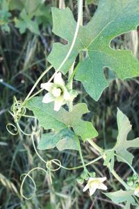 <i>Bryonia dioica</i>