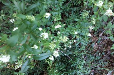 <i>Ligustrum vulgare</i>