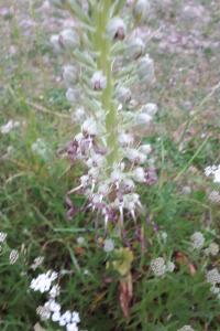 <i>Himantoglossum hircinum</i>