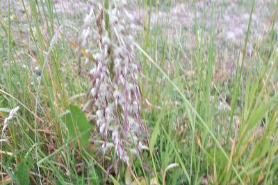 <i>Himantoglossum hircinum</i>