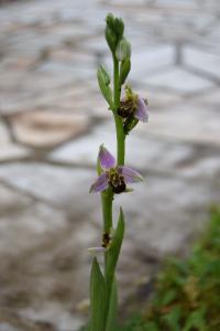 <i>Ophrys apifera</i>