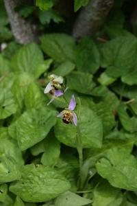 <i>Ophrys apifera</i>