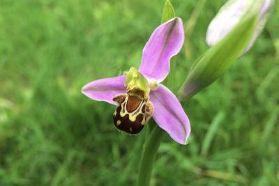 <i>Ophrys apifera</i>