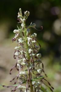 <i>Himantoglossum hircinum</i>