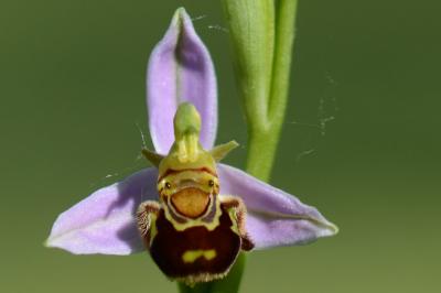 <i>Ophrys apifera</i>