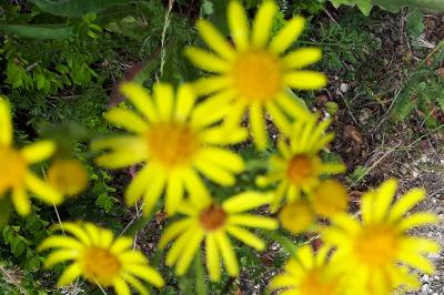 <i>Jacobaea vulgaris</i>