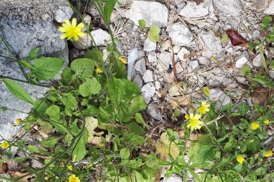 <i>Lapsana communis</i>