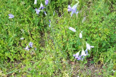 <i>Campanula rapunculus</i>