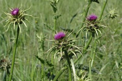 <i>Silybum marianum</i>