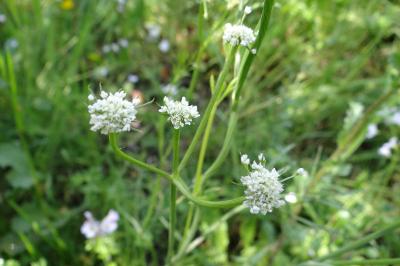 <i>Oenanthe silaifolia</i>