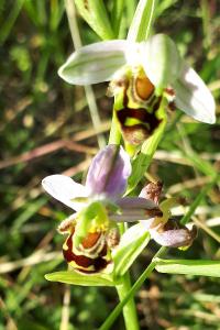 <i>Ophrys apifera</i>