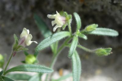 <i>Chaenorrhinum minus</i>