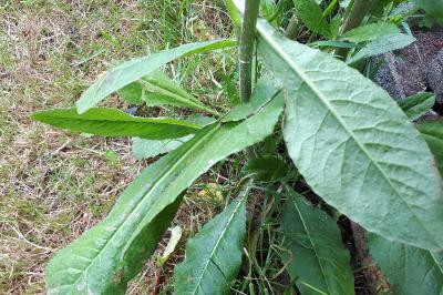 <i>Helminthotheca echioides</i>