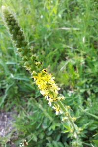 <i>Agrimonia eupatoria</i>