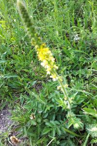 <i>Agrimonia eupatoria</i>