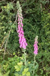 <i>Digitalis purpurea</i>