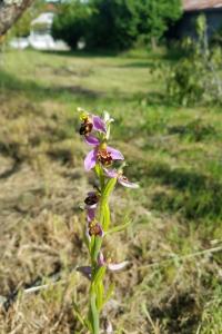 <i>Ophrys apifera</i>