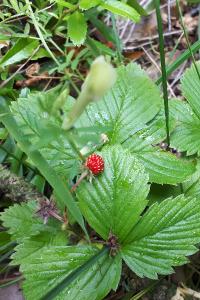 <i>Fragaria vesca</i>