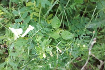 <i>Vicia lutea</i>