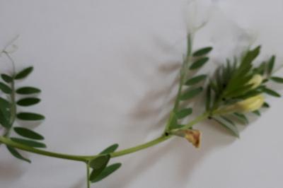 <i>Vicia lutea</i>