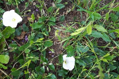 <i>Convolvulus arvensis</i>