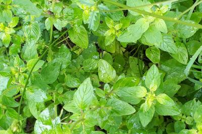 <i>Mercurialis annua</i>