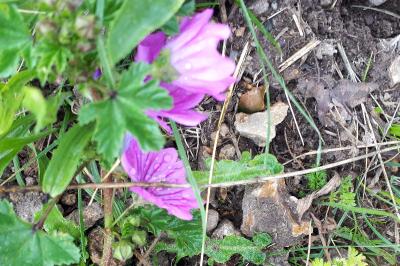 <i>Malva sylvestris</i>
