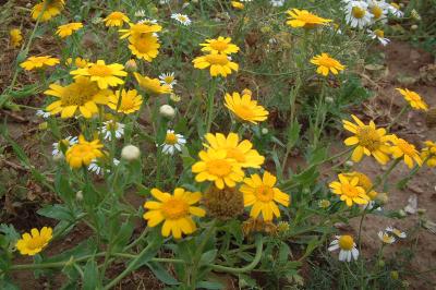 <i>Glebionis segetum</i>