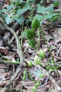 <i>Hyacinthoides non-scripta</i>