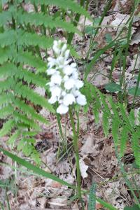 <i>Dactylorhiza maculata</i>