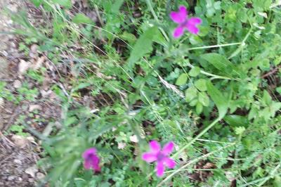 <i>Dianthus armeria</i>