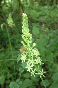 <i>Loncomelos pyrenaicus</i>