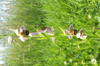 <i>Ophrys apifera</i>