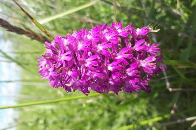 <i>Anacamptis pyramidalis</i>