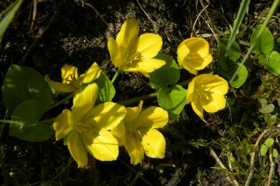 <i>Lysimachia nummularia</i>